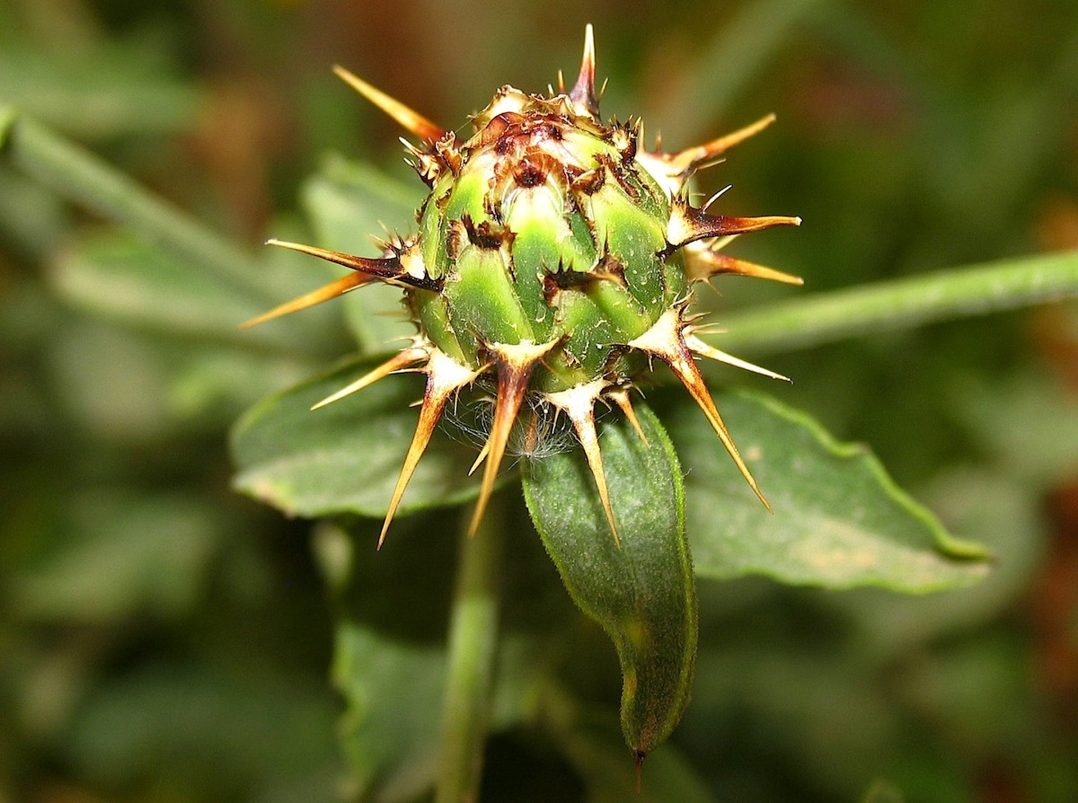 Centaurea sicula / Fiordaliso siculo